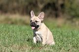BOULEDOGUE FRANCAIS 527